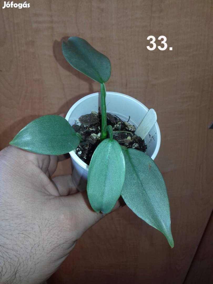 Philodendron silver sword 33.sz