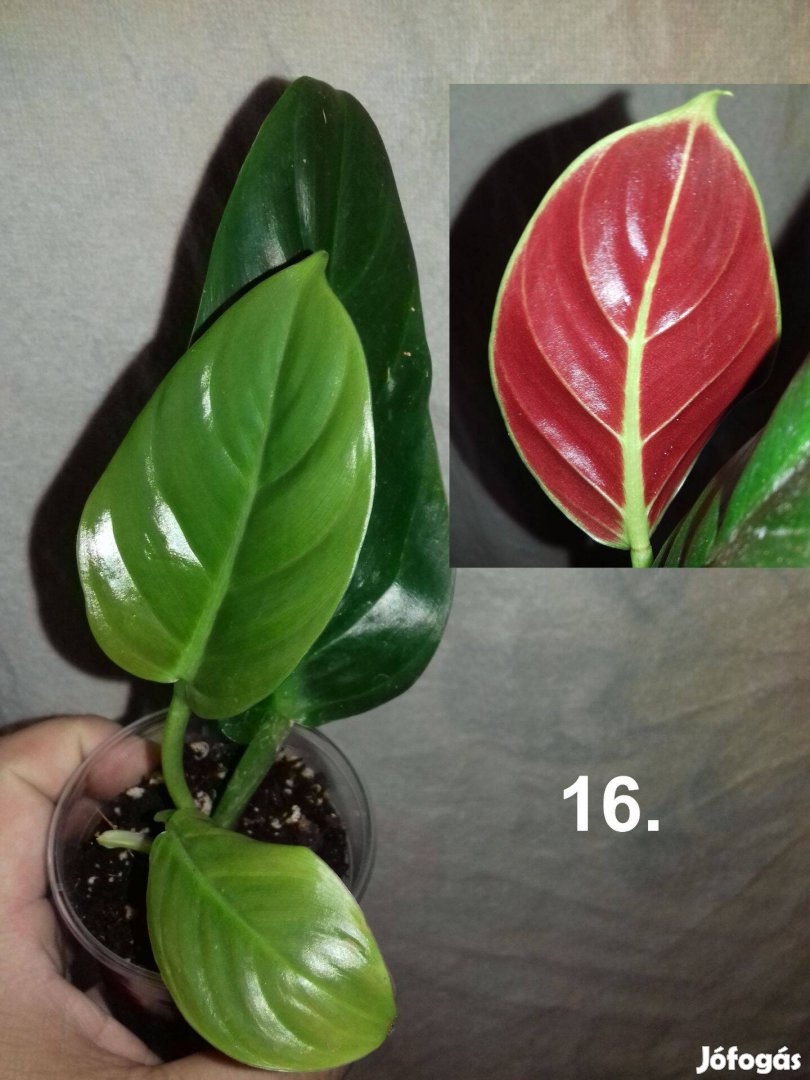 Philodendron subhastatum red 16.sz