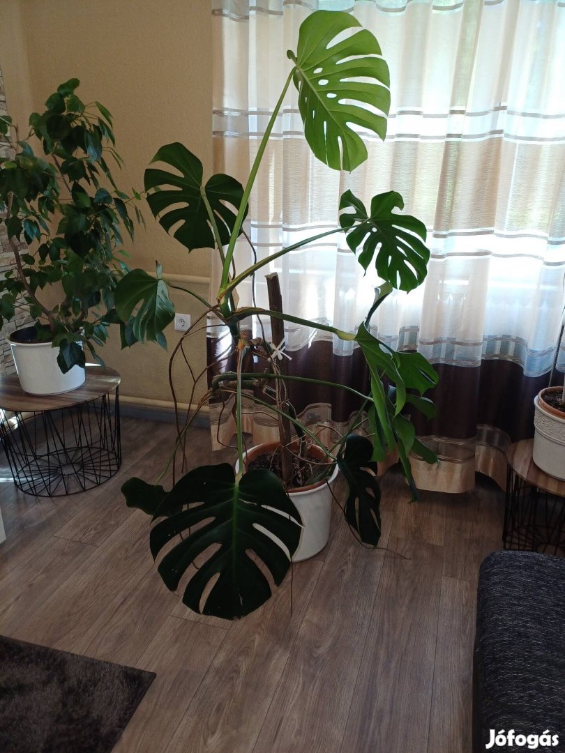 Philodendron szobanövény