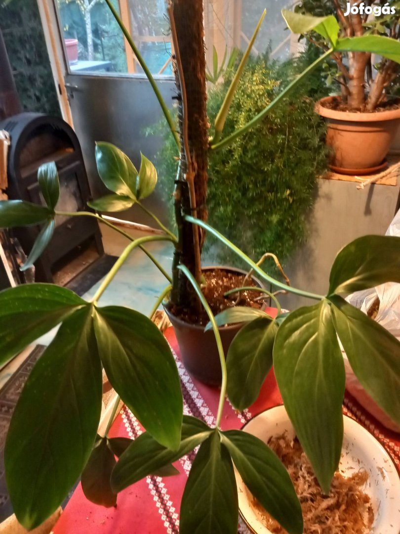 Philodendron szobanövény 