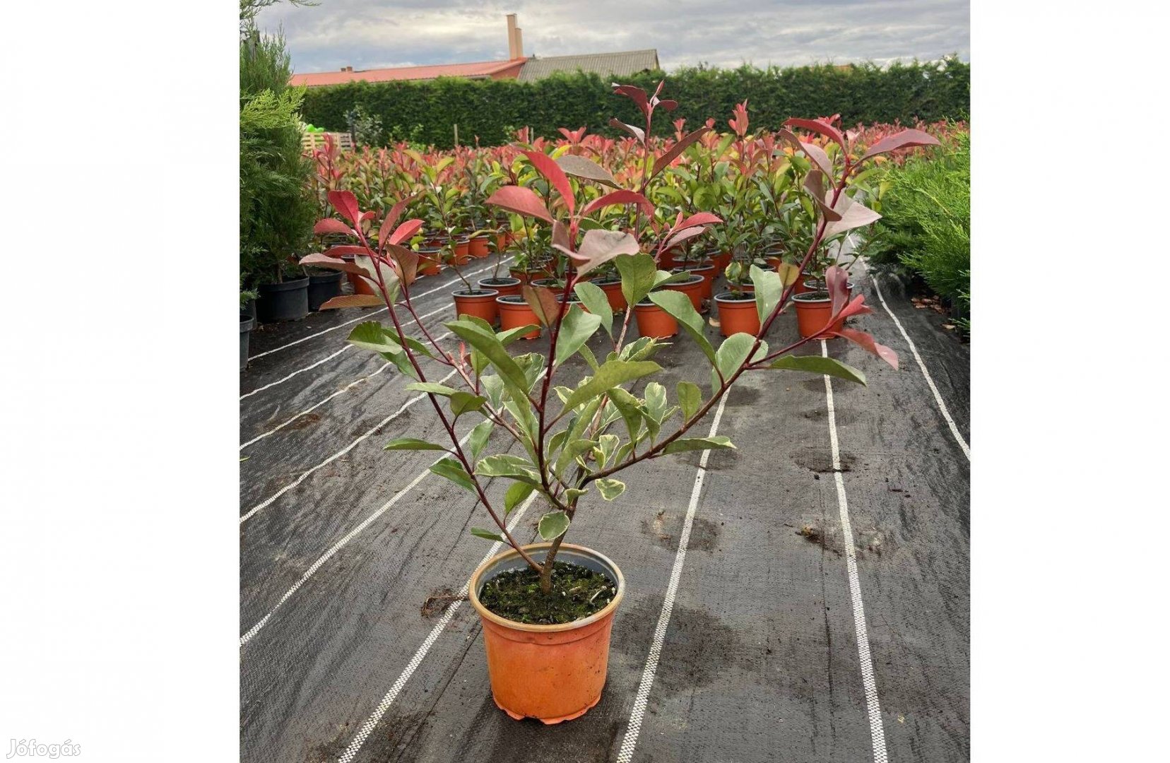 Photinia ,,Louise,, Korallberkenye 50-60cm Termelőtől! Országosan!