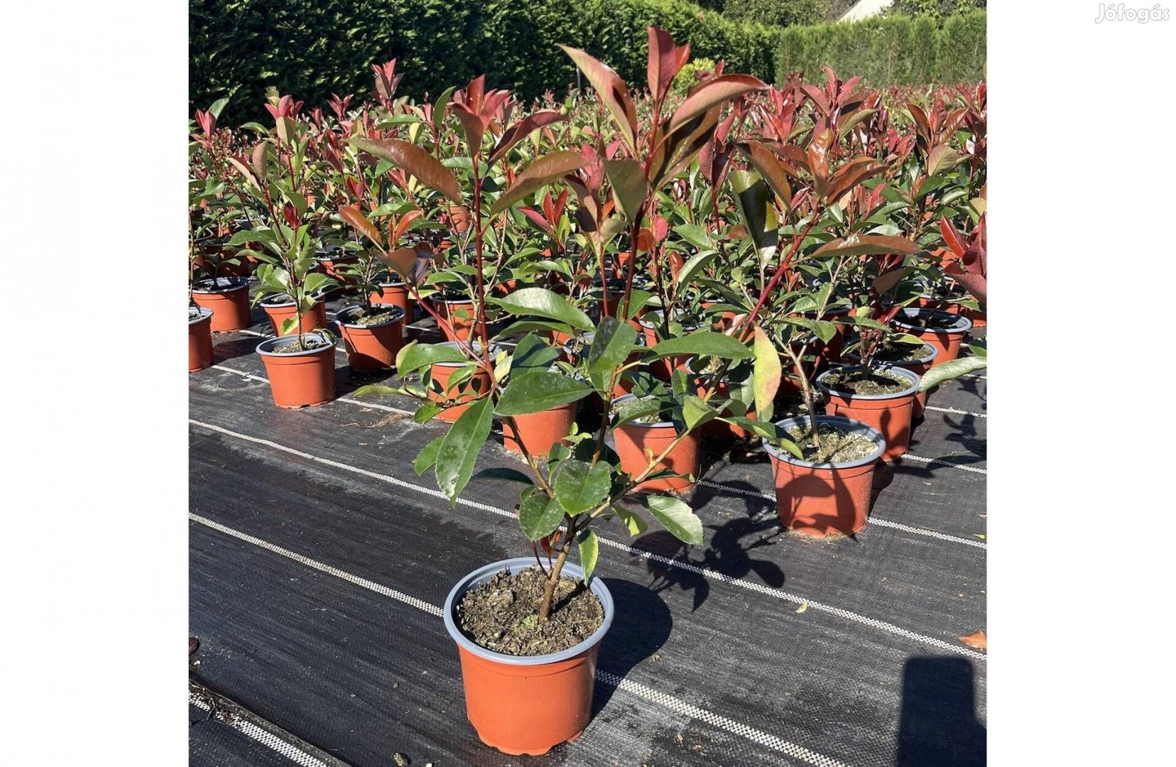 Photinia ,,Red Robin,, Korallberkenye 50-60cm Termelőtől! Országosan!