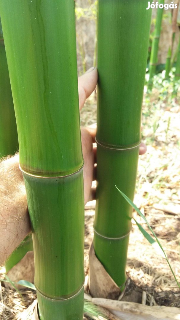 Phyllostachys Shanghai 3 óriás Bambusz tövek eladók - Debrecen