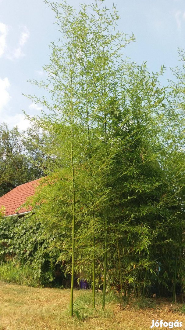 Phyllostachys Shanghai 3 óriás Bambusz tövek eladók - Debrecen