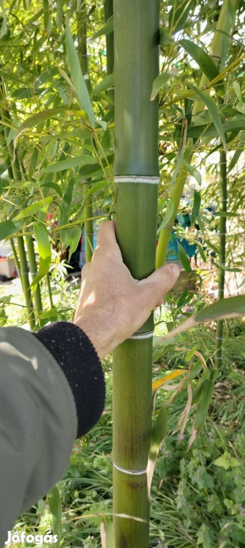 Phyllostachys 'Shanghai 3' Bambusz tövek eladók - Debrecen
