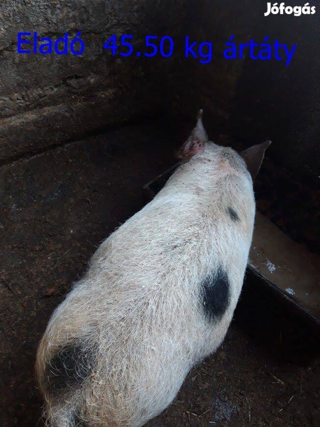 Pietrin süldő