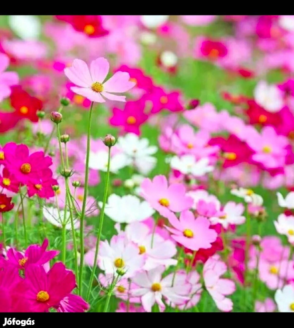 Pillangóvirág virágmag