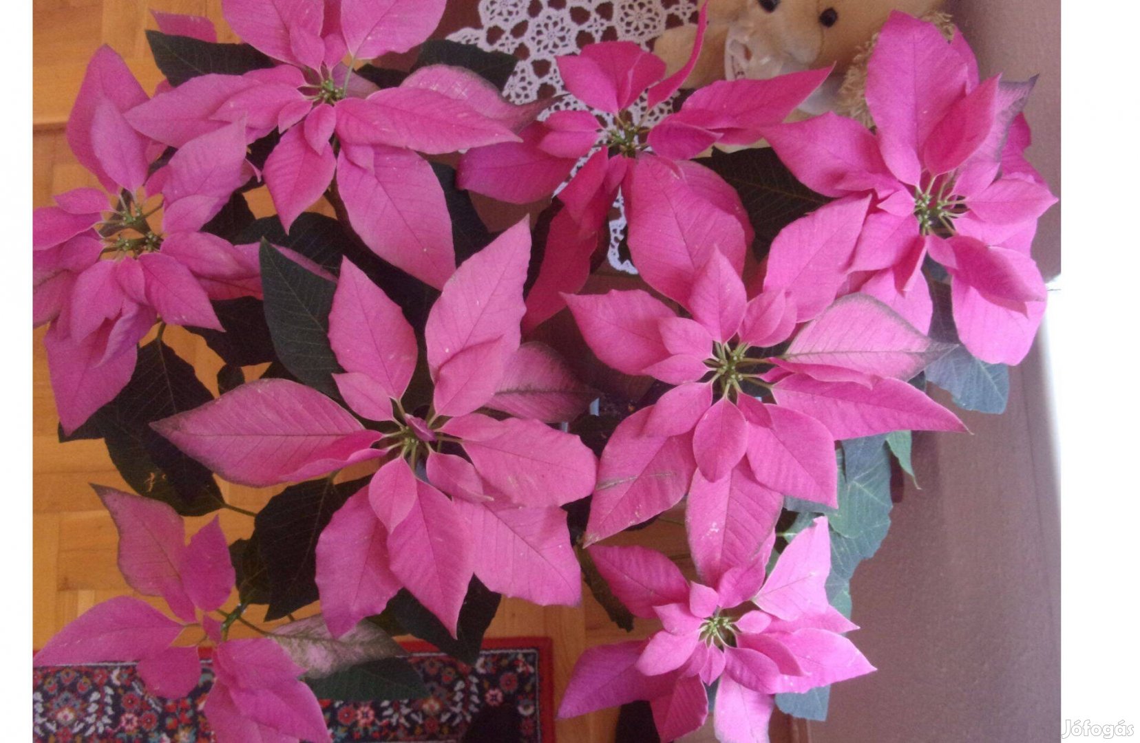 Pink színű Mikulásvirág Princettia fajta Újpest központ közelében