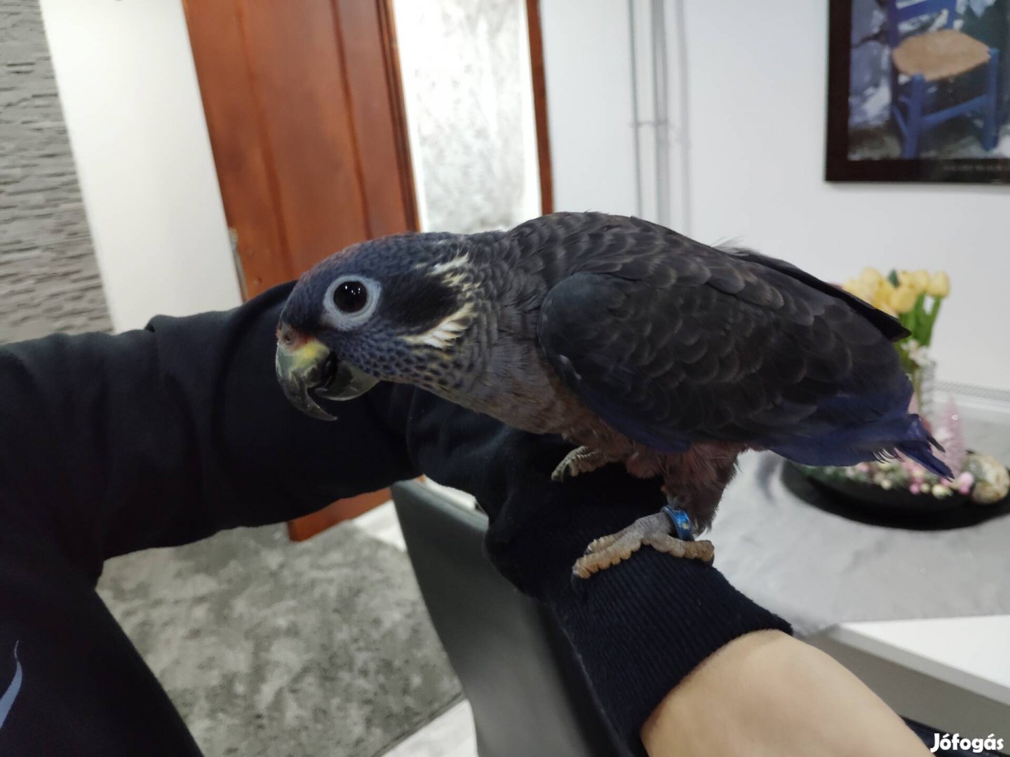 Pionus fuscus ibolyapapagáj tojó eladó