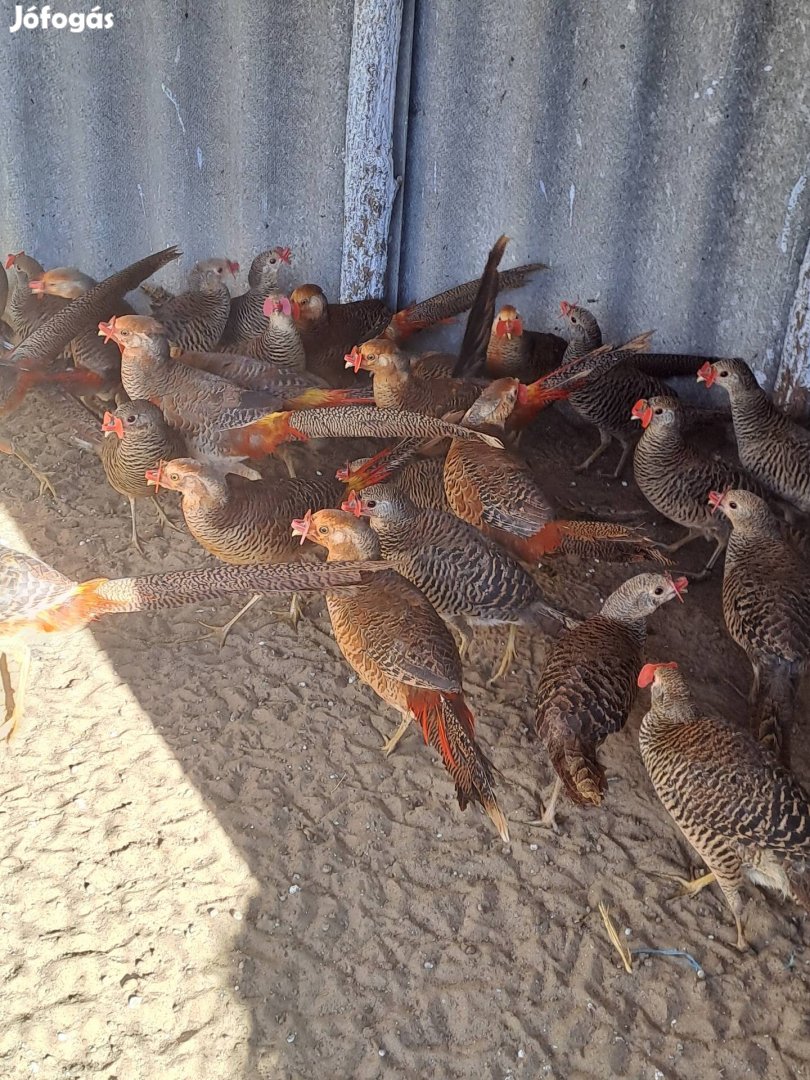 Piros Arany Fácán Fácánok!