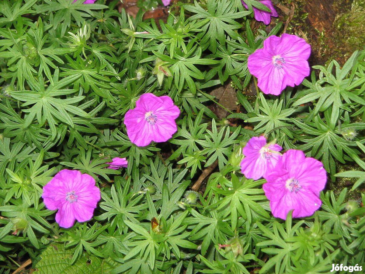 Piros gólyaorr Geranium sanguineum