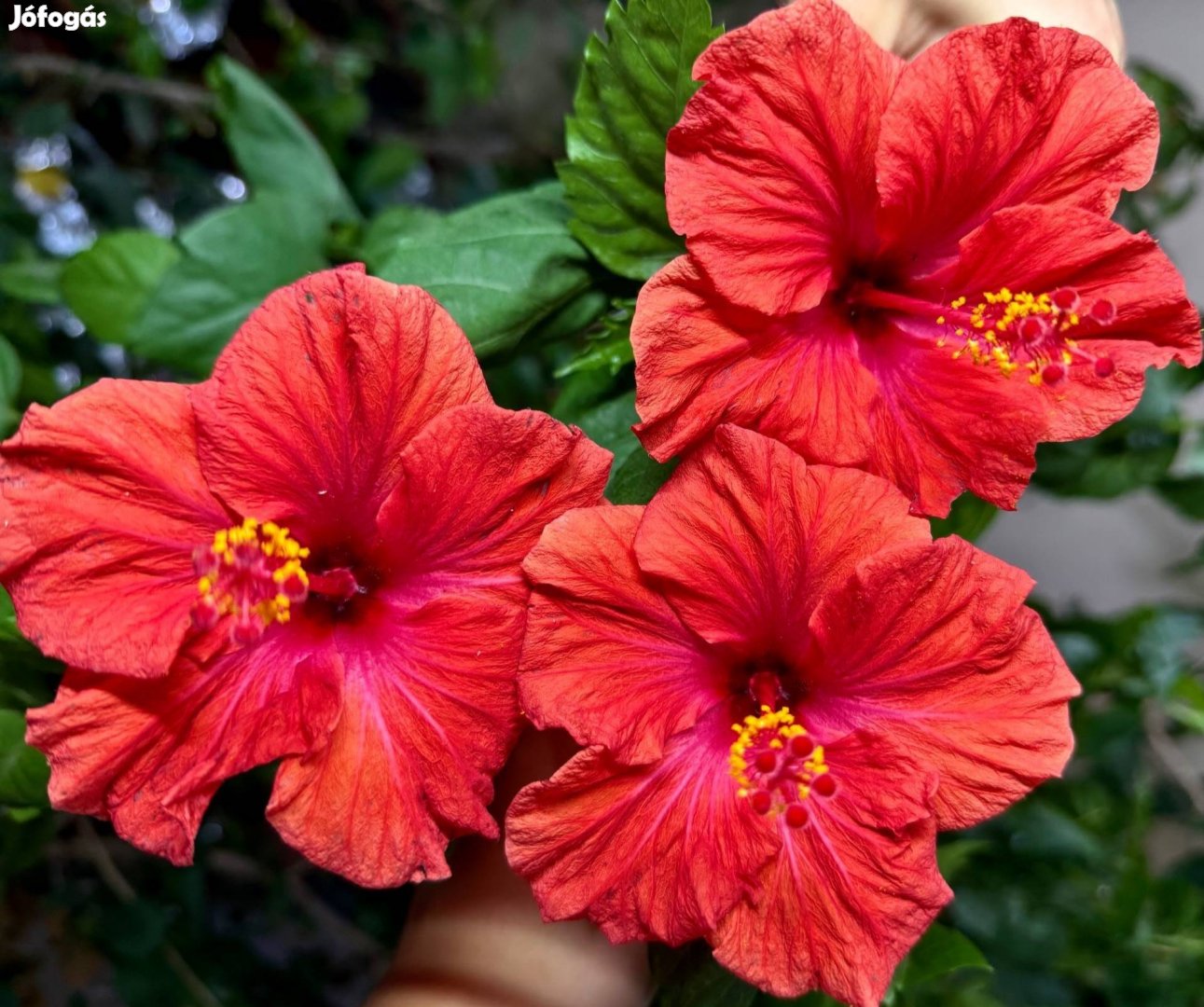 Piros hibiszkusz