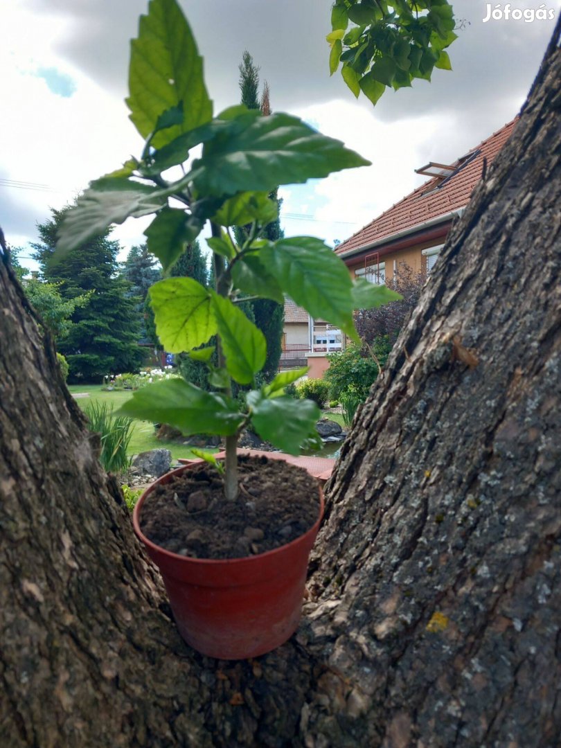 Piros hibiszkusz bokor 30-35cm között csere is