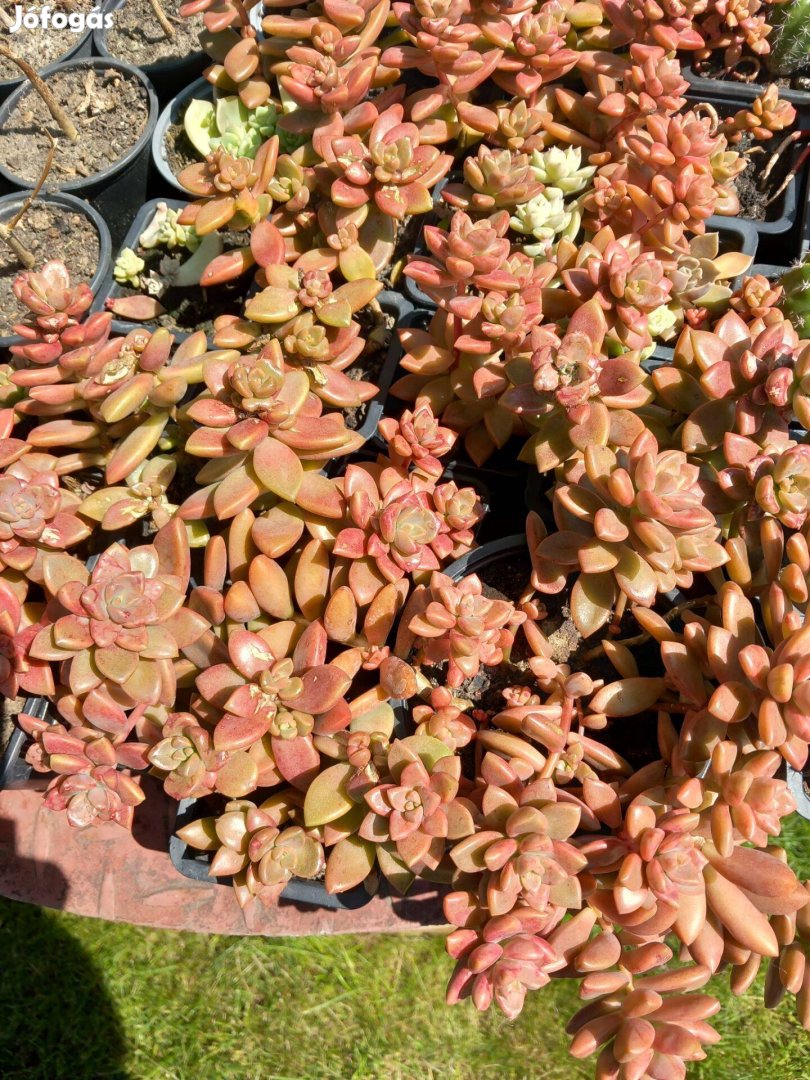 Piros pozsga szobanövény több éves masszív