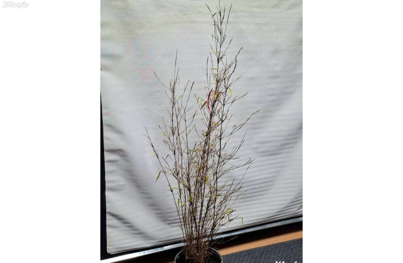 Piros szárú Bambusz, Fargesia Red Dragon, Ernyőbambusz