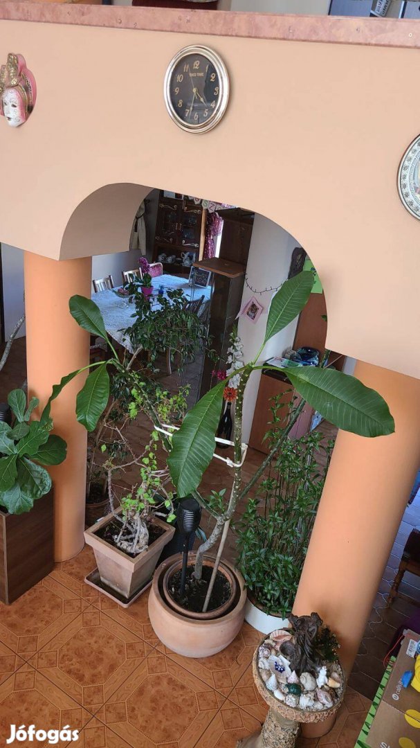 Plumeria/Frangipani rózsaszín virágú, 3 ágú fa