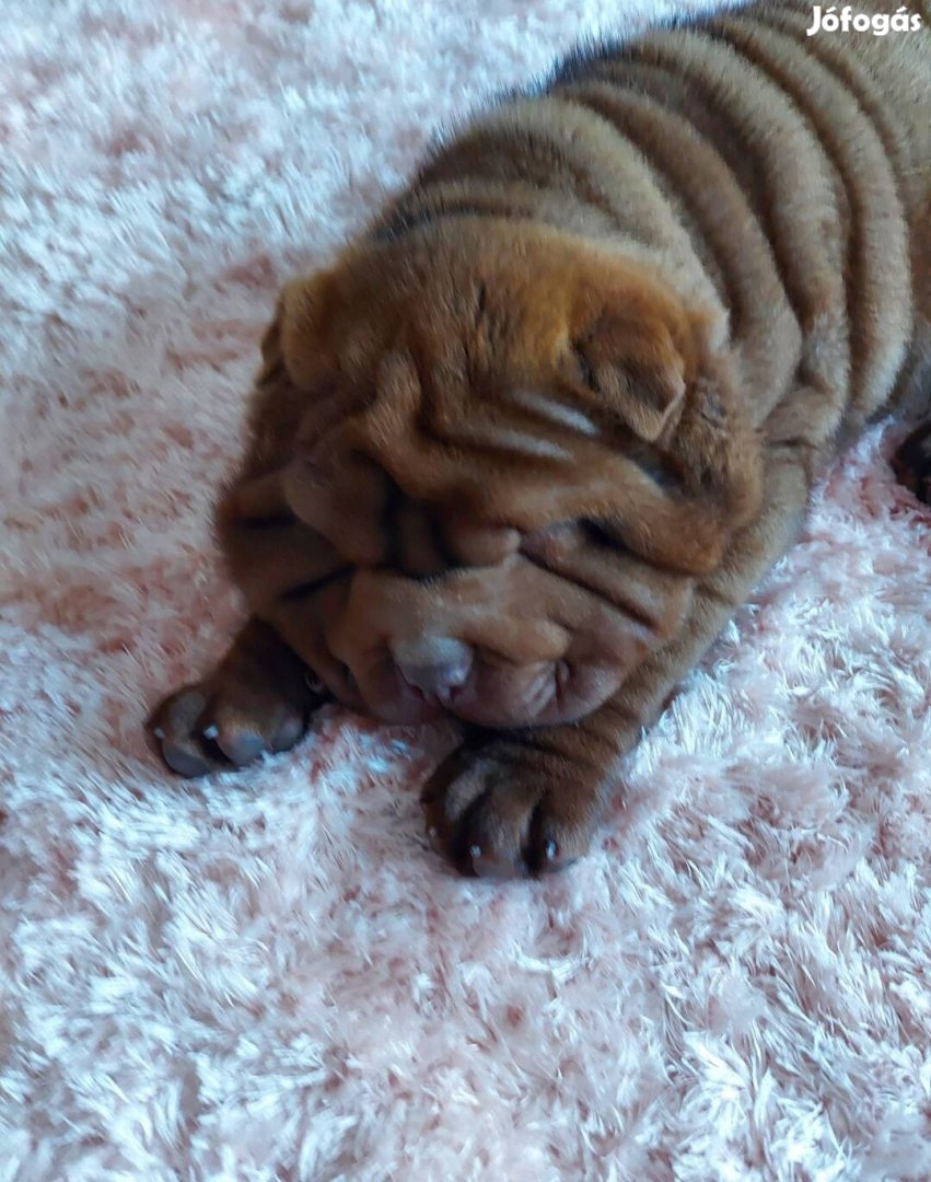 Plüss mackó shar pei