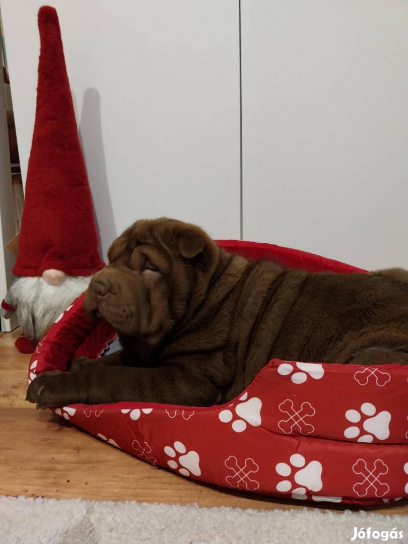 Plüss shar pei baba játék