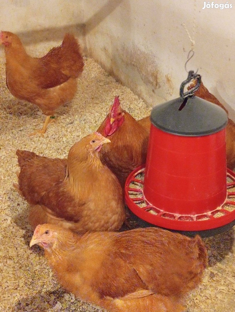 Plymuth tojások korlátozott számban eladóak