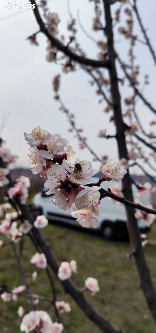 Pomázon vegyes gyümölcsös eladó