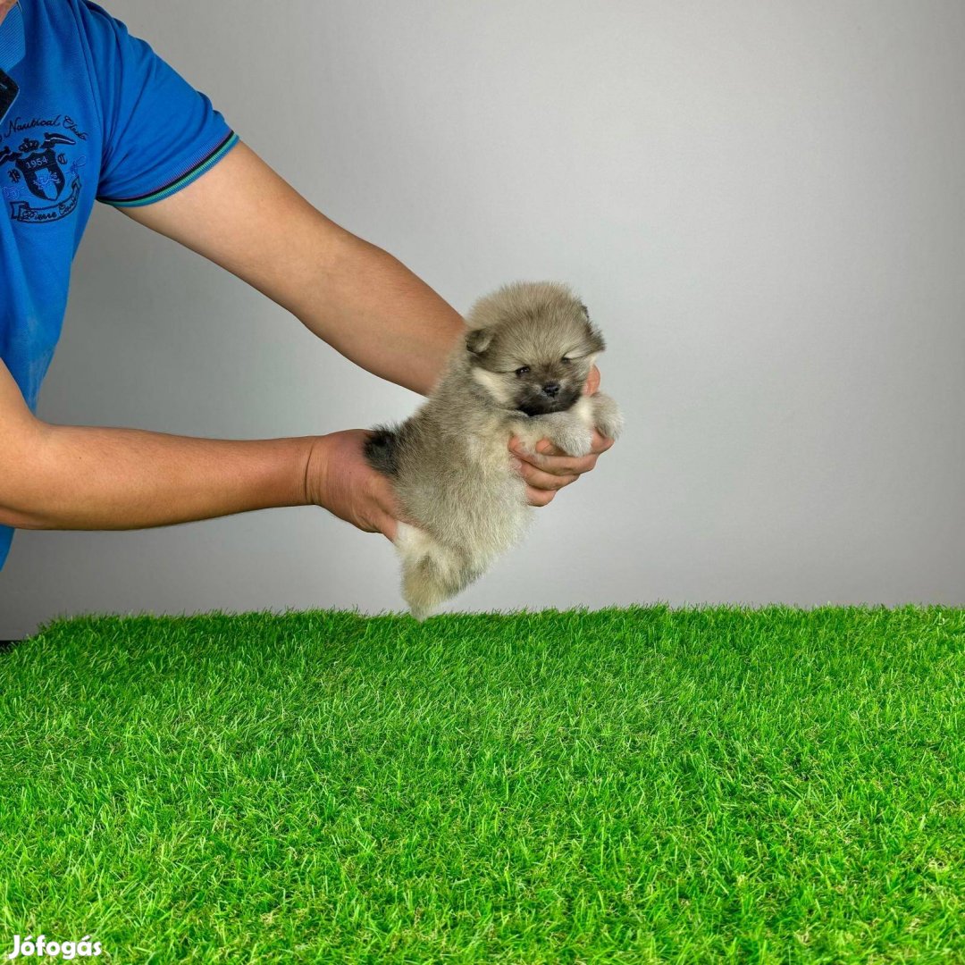 Pomerániai Törpespitz Pomi törzskönyvvel