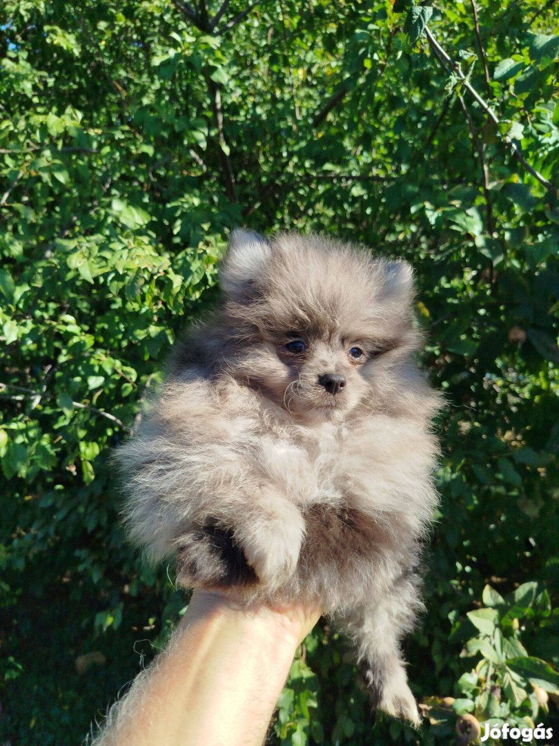 Pomerániai törpe spicc fajtajellegű kék merle kiskutyák eladók !