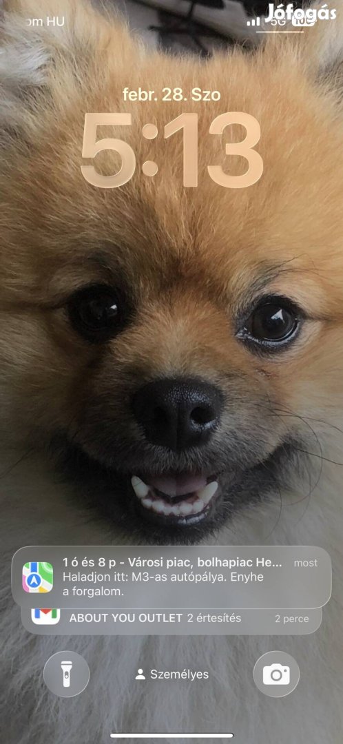 Pomerániai törpe spicc kan fedez