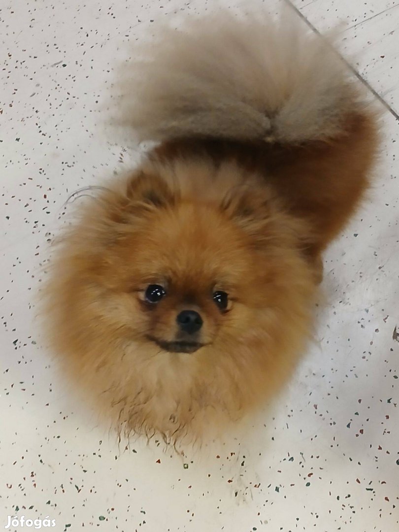 Pomerániai törpe spitz