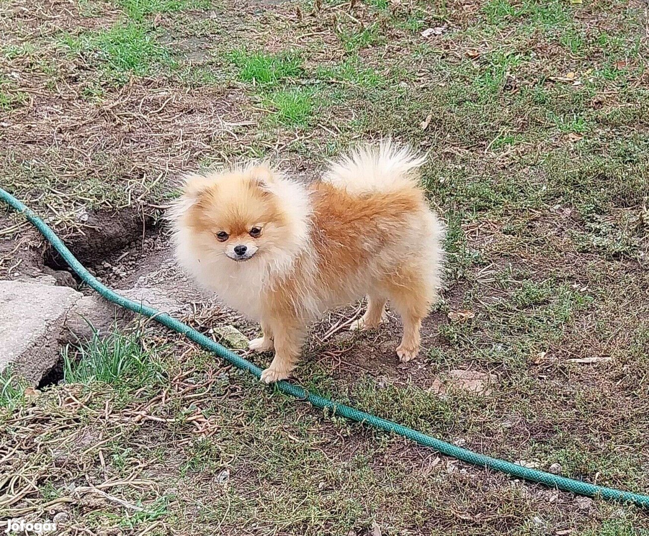 Pomerániai törpe spitz,szuka,törzskönyvvel