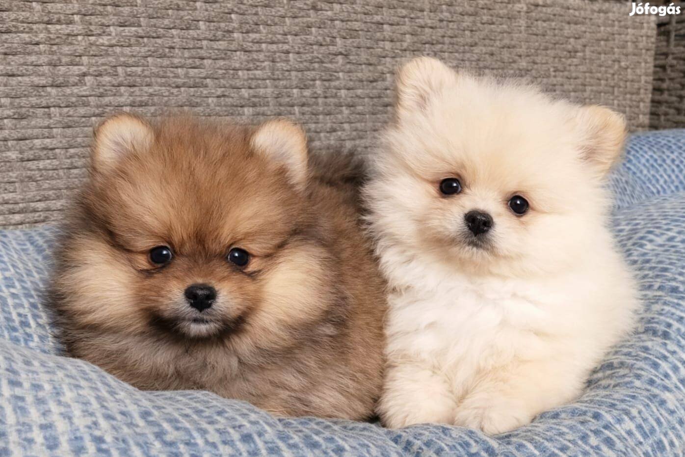 Pomerániai törpespicc eladó fajtatiszta jellegű pomi