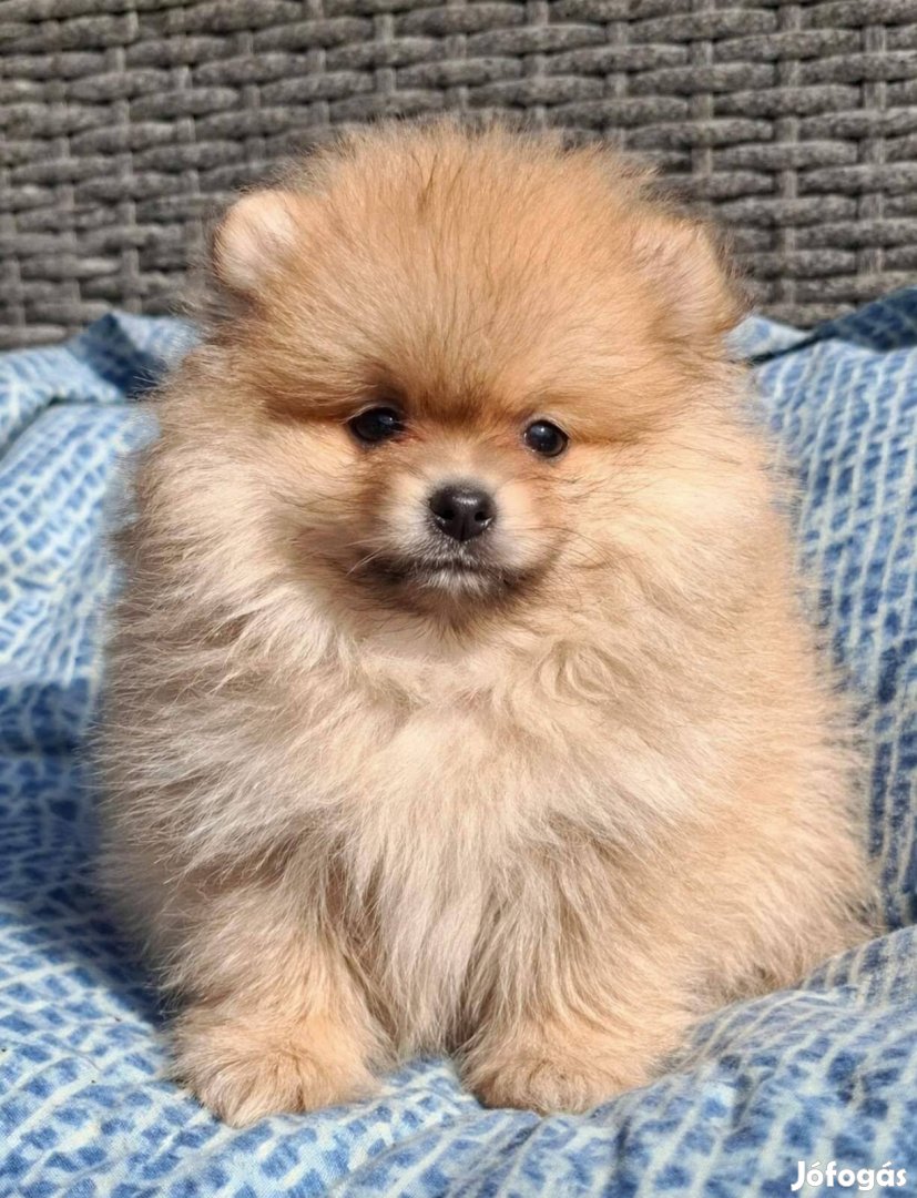 Pomerániai törpespicc fajtatiszta jellegű pomi