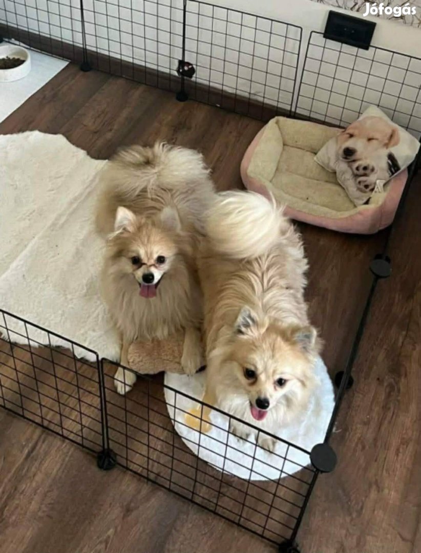 Pomerániai törpespitz