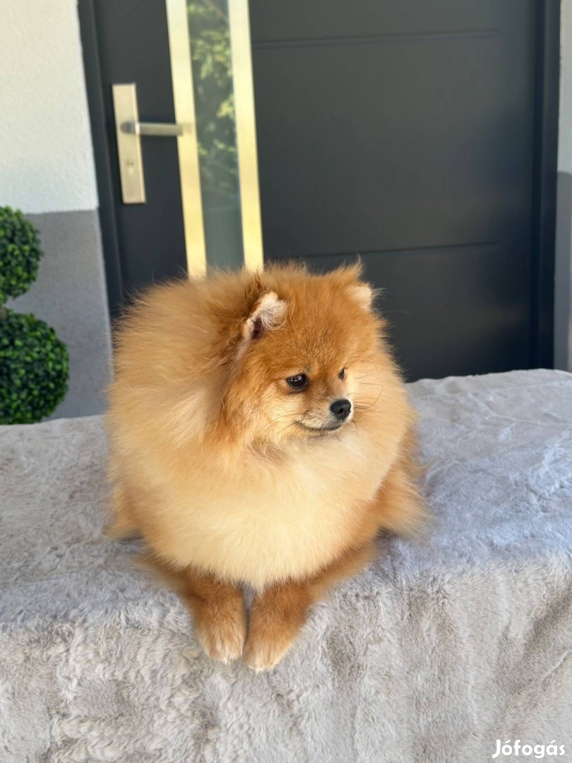 Pomerániai törpespitz