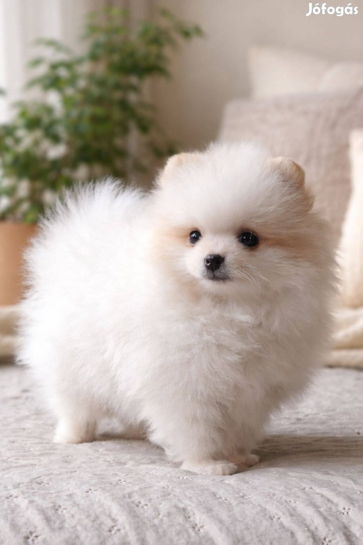 Pomerániai törpespitz eladó pomi