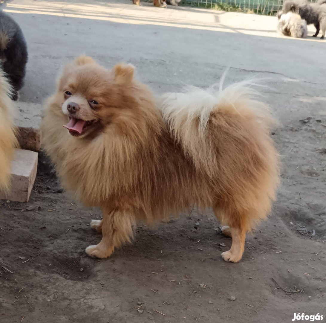 Pomerániai törpespitz kan