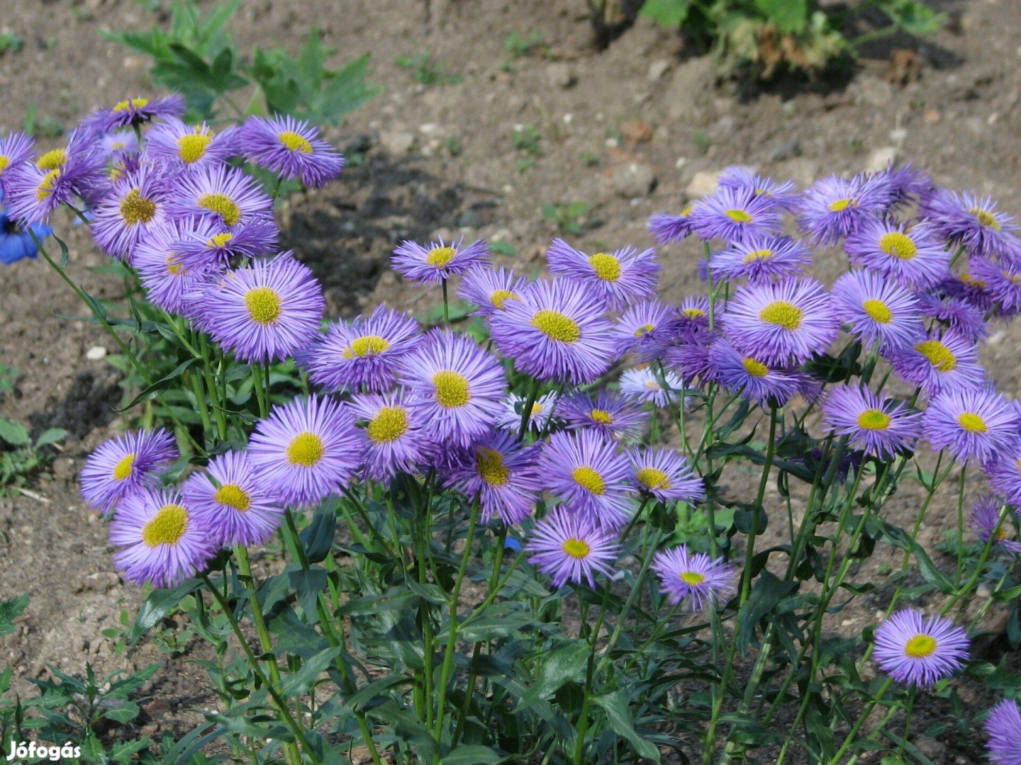 Pompás küllőrojt Erigeron lila virágú évelő