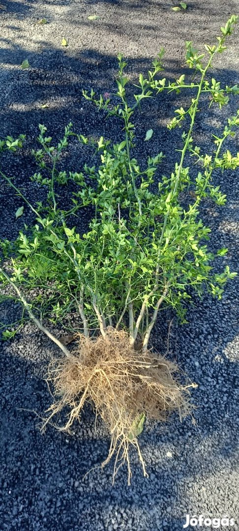 Poncirus trifoliata, télálló citrom, vadcitrom 7-8 éves tövek