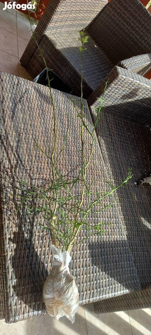 Poncius trifoliata, vadcitrom 7 éves növények 
