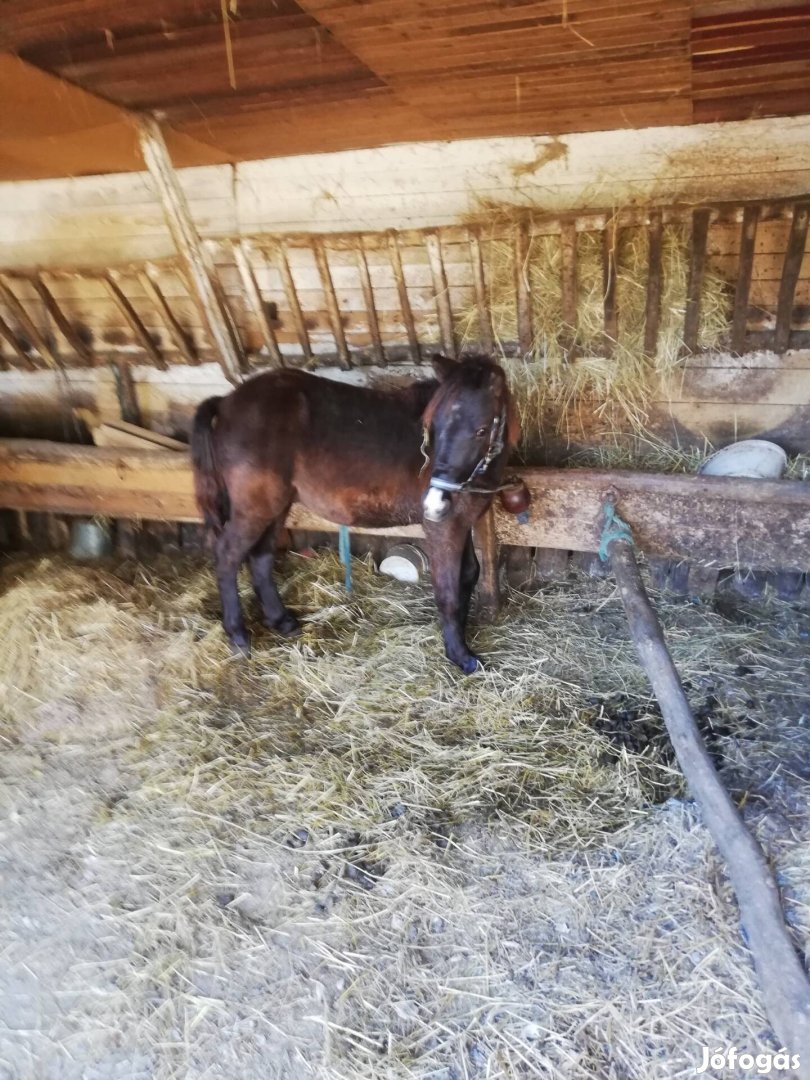 Poni  csődör csikó eladó} 