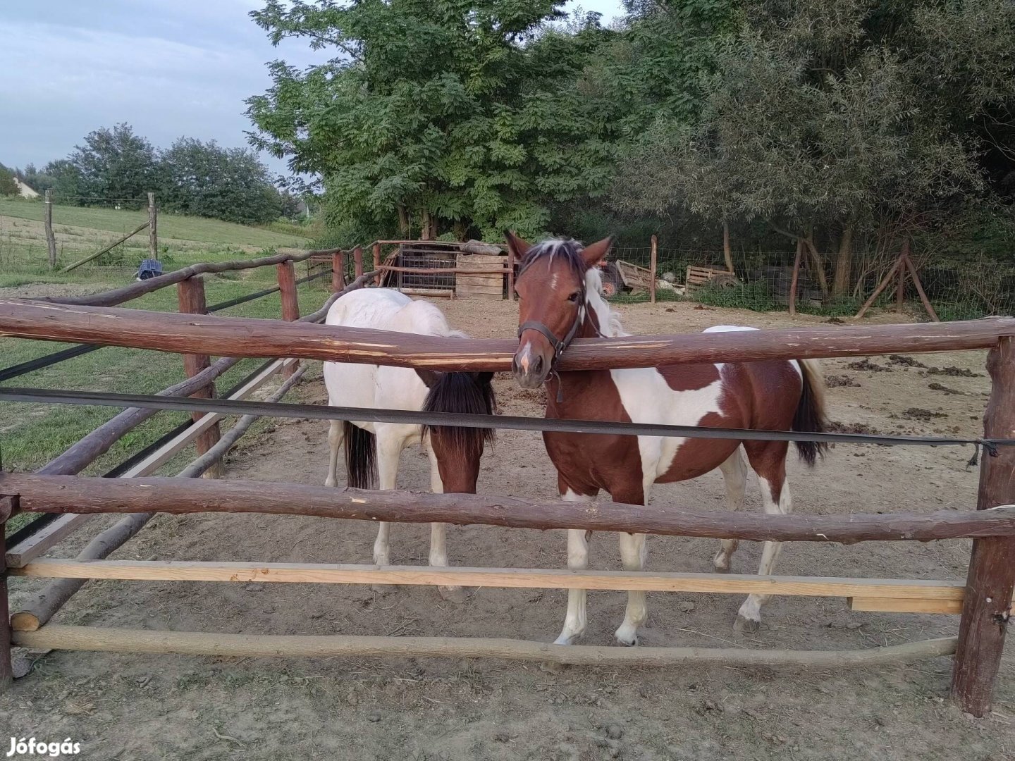 Póni a kanca csikójával eladó 