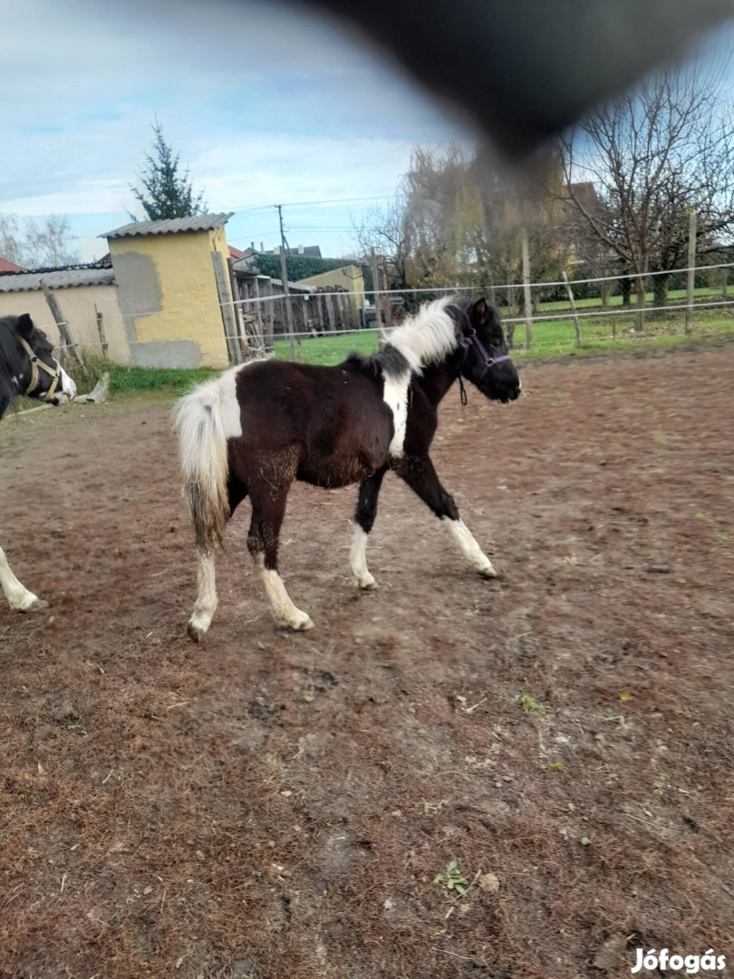 Póni csikó eladó 6 hónapos