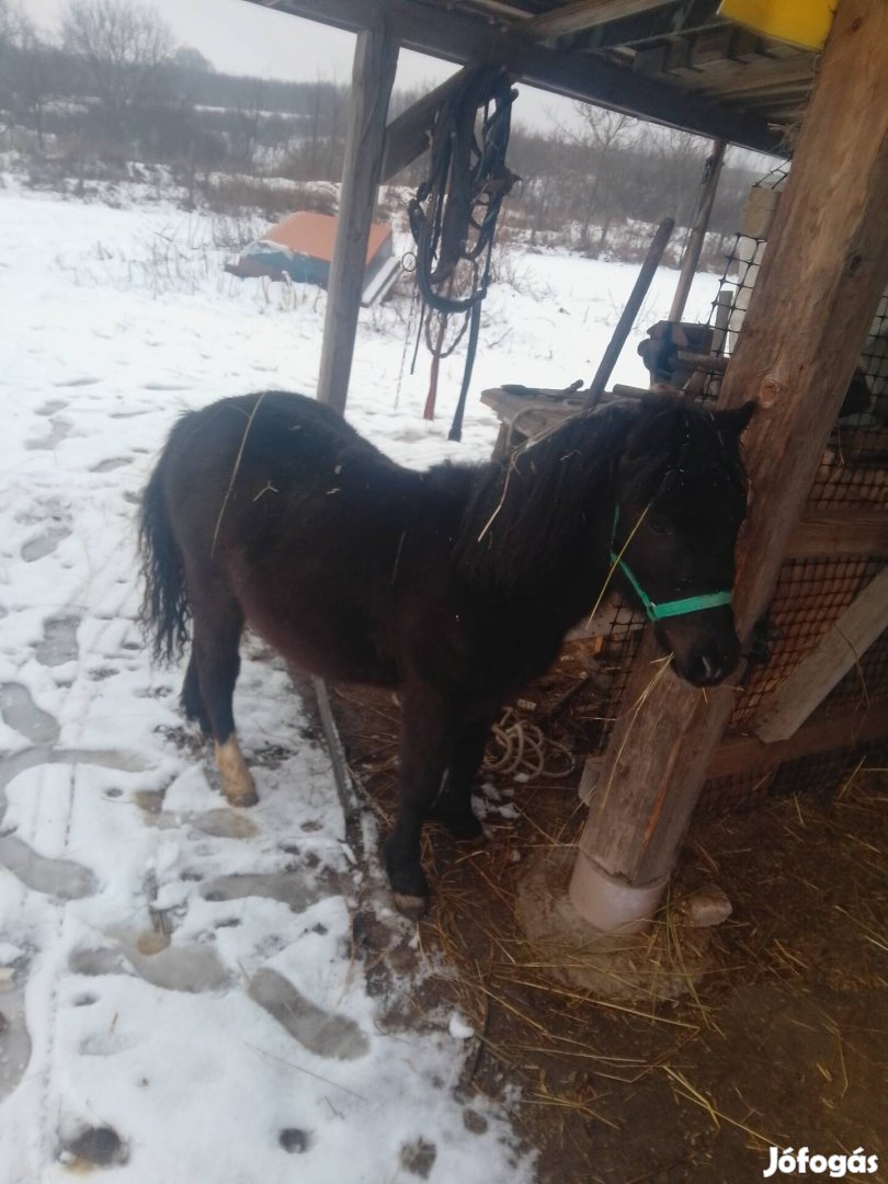 Póni csikó eladó