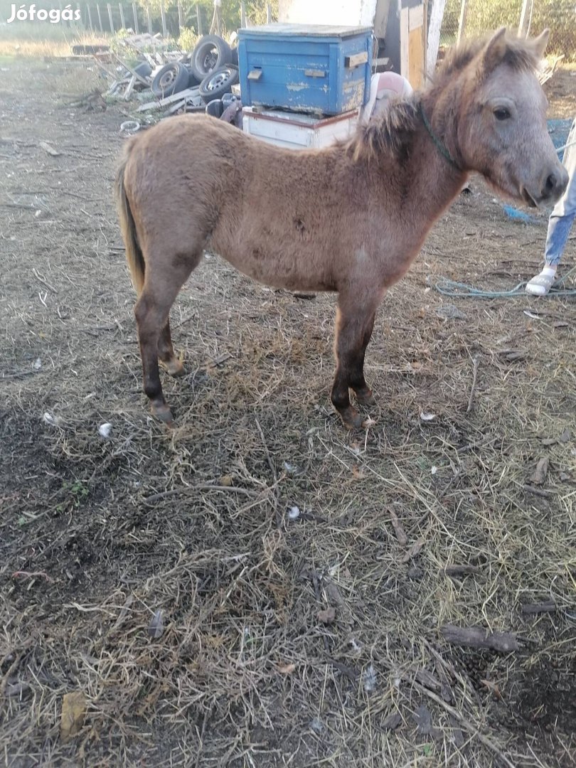 Póni csikó eladó vagy csere