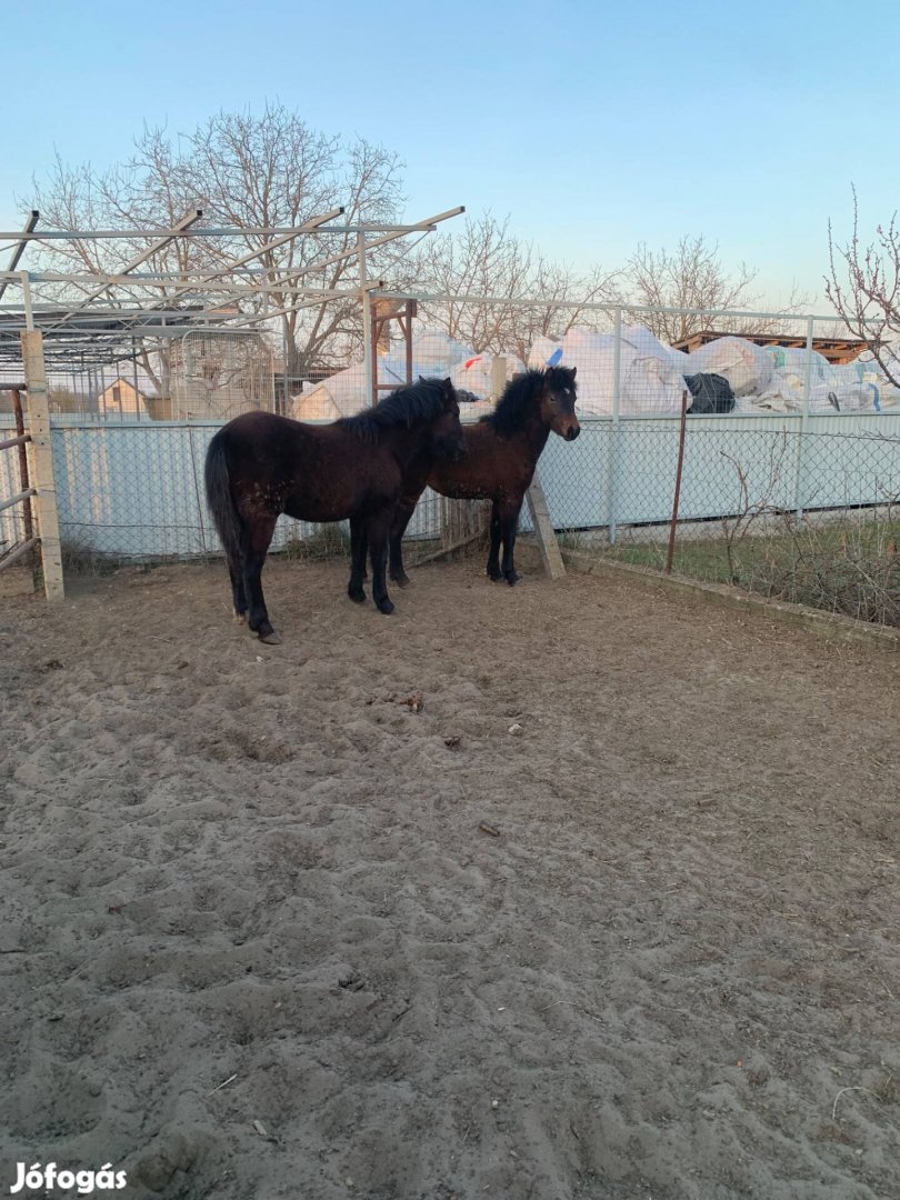 Póni csíkok eladók