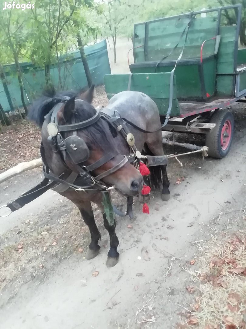 Póni csődőr Kerekegyháza 