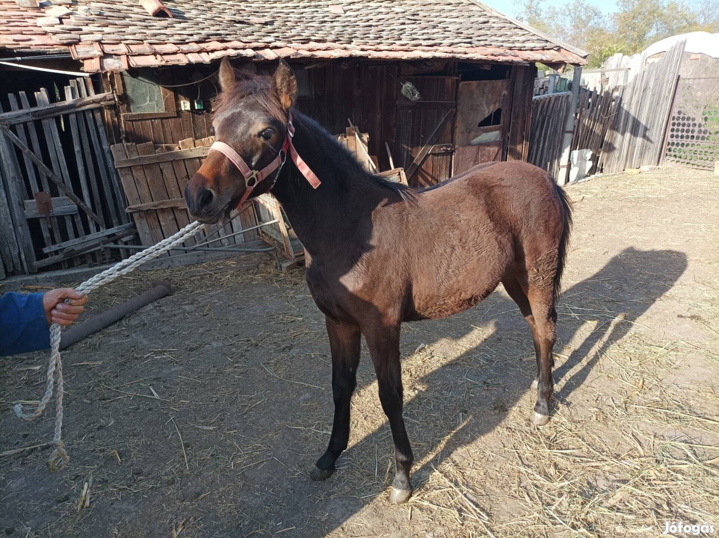 Póni kanca csikó eladó