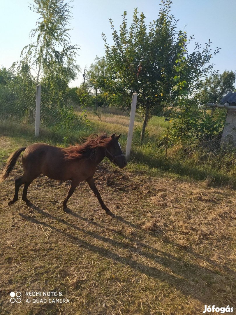 Póni kancák 