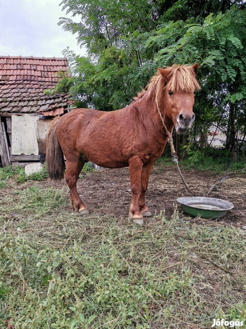 Poni ló csödör 