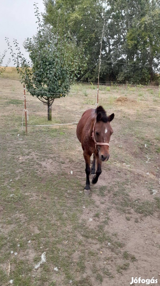 Póni ló eladó