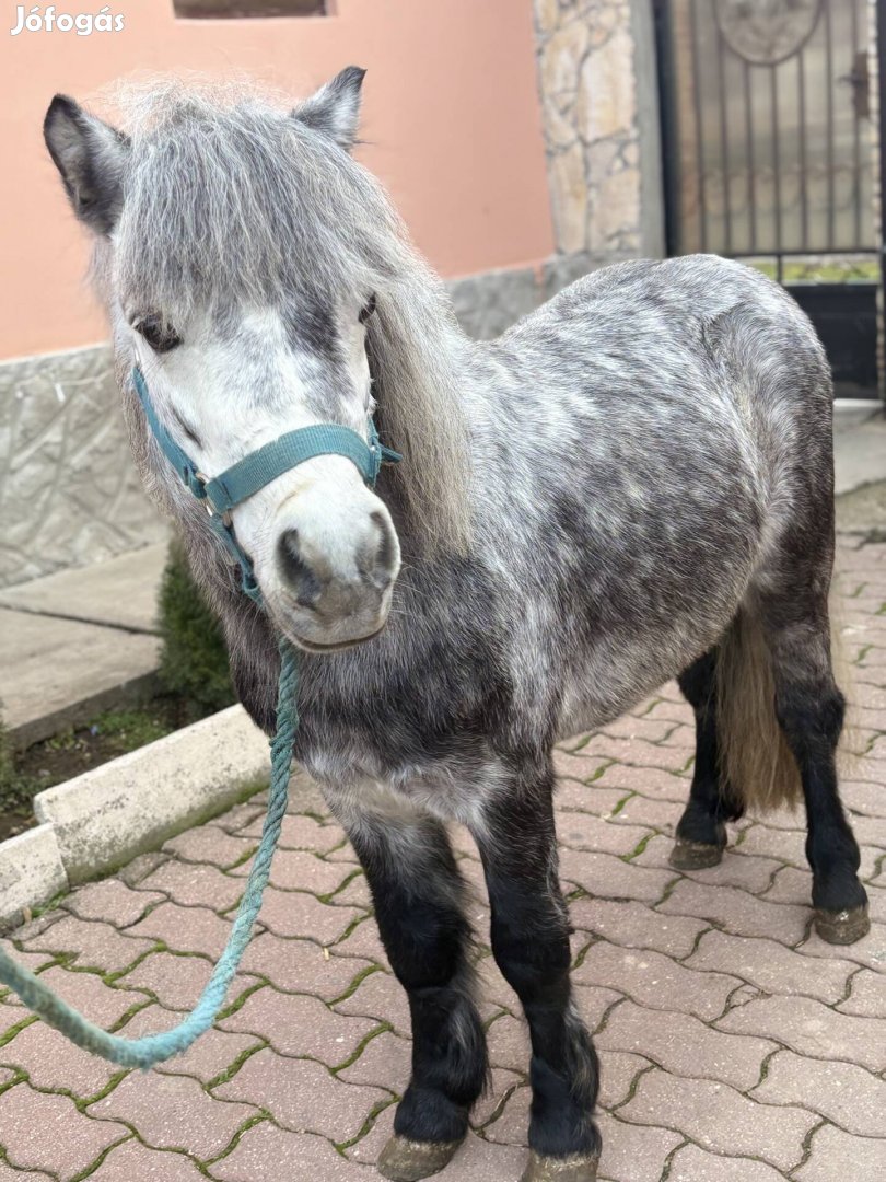 Póni ló új helyre költözne 